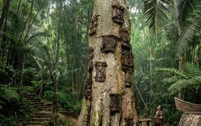 Passiliran: cuando un árbol se convierte en la segunda madre
